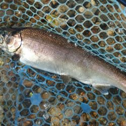 またイトウが釣れた！ ～フィシングパーク高島の泉～